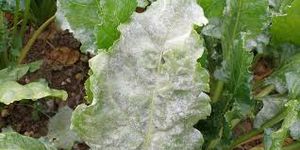 uploads/images/disease/downy mildew.jpg